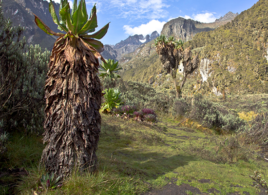 Rwenzori Mountains tours